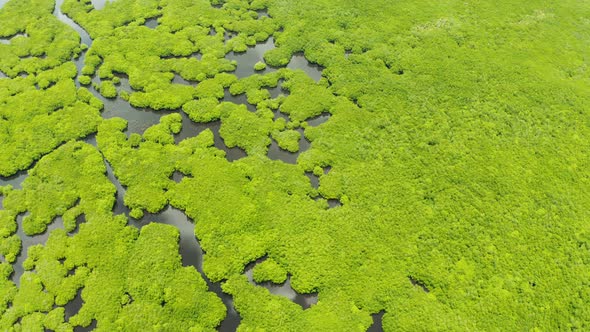 Aerial View of Mangrove Forest and River