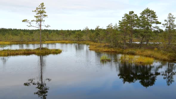View of Bog Swamp Land in Sunny Autumn Day