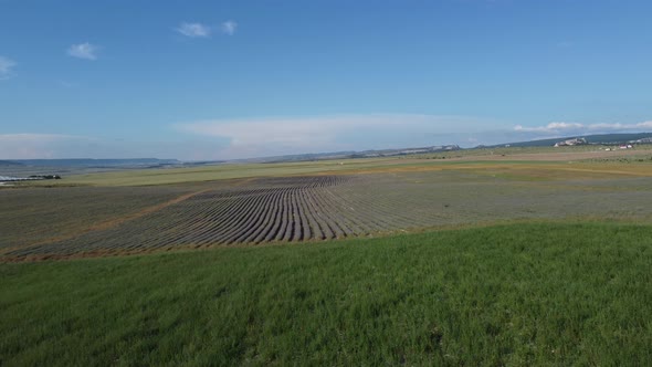 Aerial View on Green Wheat Field in Countryside