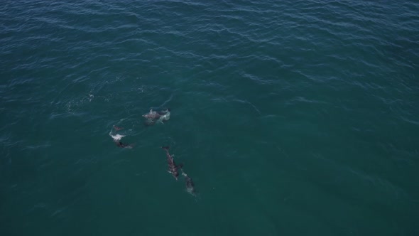 Group Of Bottlenose Dolphins Swim On The Scenic Seascape At Tasman Sea In NSW, Australia - aerial dr