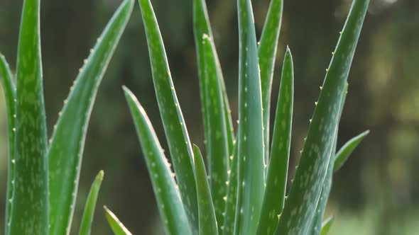 Aloe Vera 03