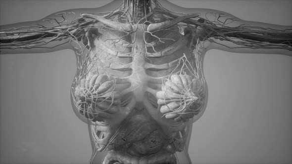 Anatomy Tomography Scan of Human Body alt