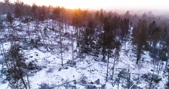 Forest with fallen trees in the foreground