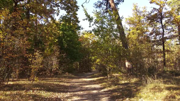 Trees in the Forest on an Autumn Day