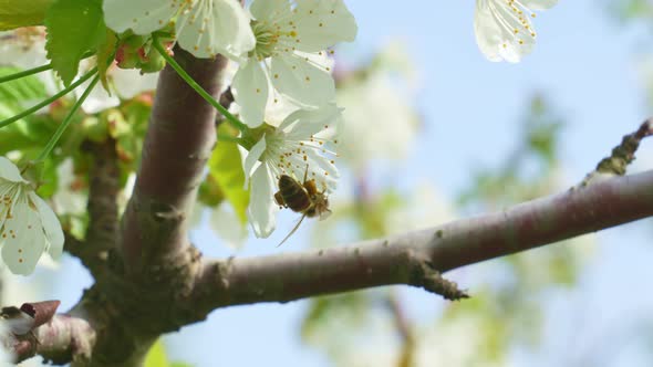 Bee Pollinates White Flowers on the Branches of Sweet Cherries