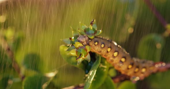 Caterpillar Bedstraw Hawk Moth Crawls on a Branch During the Rain