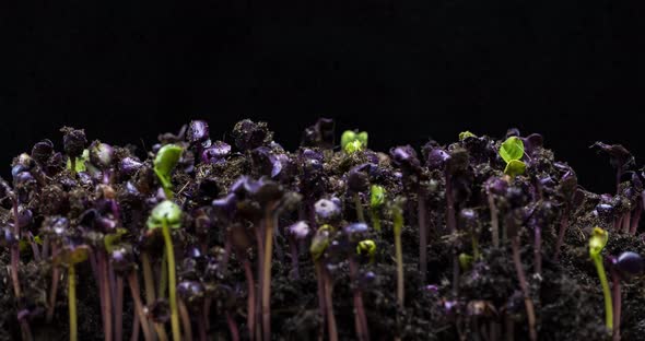 Timelapse of growing seeds of radish microgreens from the soil on black background