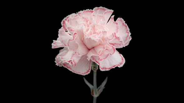 Time Lapse of Carnation Flower White to Red