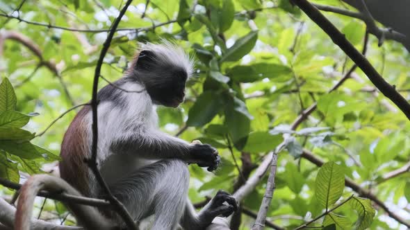 Red Colobus Monkey Sitting on Branch in Jozani Tropical Forest Zanzibar Africa