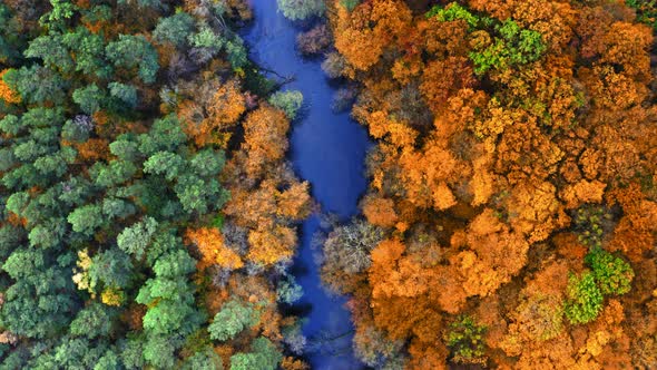 Top down view of river and yellow autumn forest