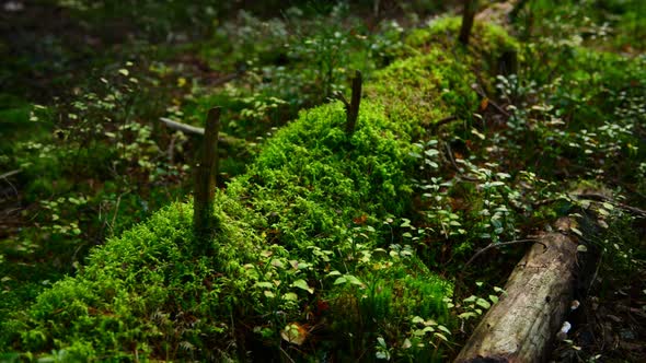 Pine Forest Ground Covered with a Dense Layer of Moss