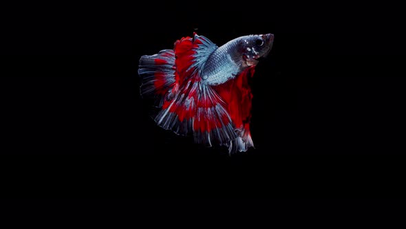 Siamese fighting fish (Betta splendens)