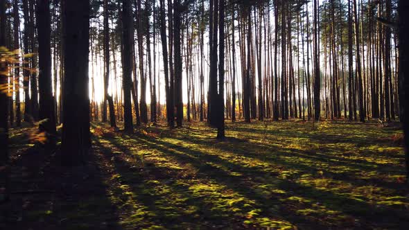 Pine Forest