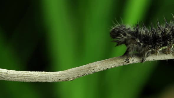 Macro Caterpillar Crawls On Stick