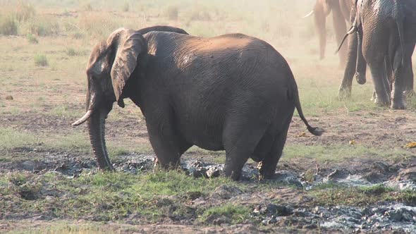 Elephant mudbathing, Etosha National Park, Namibia