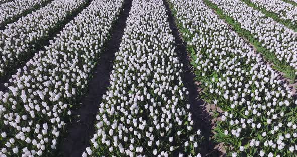 Rows of White Tulips in full bloom, Aerial view.