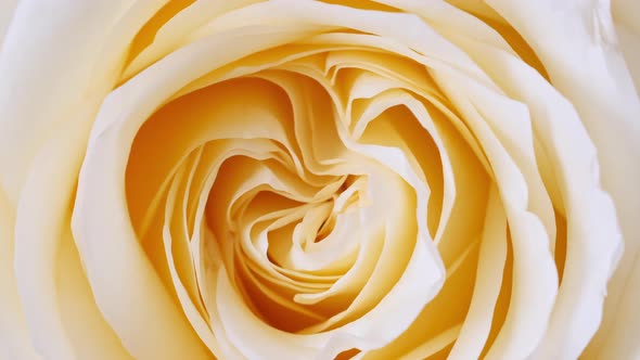 Beautiful Yellow Rose Rotating on White Background Macro Shot