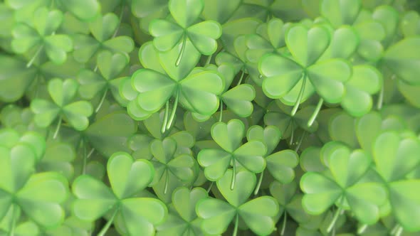 Saint Patrick's Day Shamrocks Background Animation