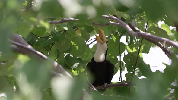 Young Toucan sitting in tree with mouth open