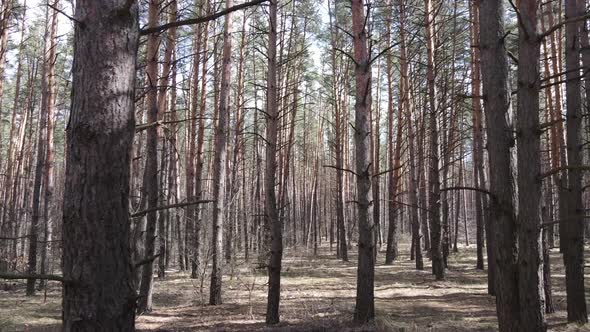 Trees in a Pine Forest During the Day Aerial View