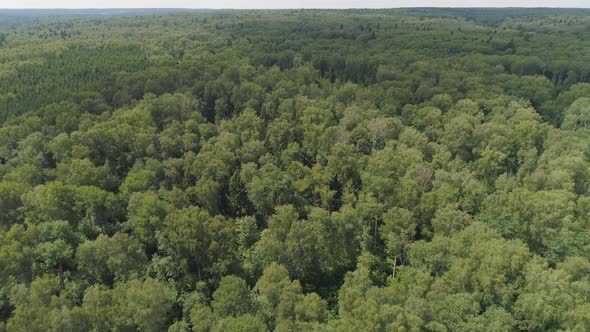 Flight Over the Green Forest