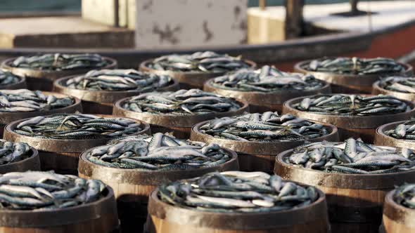 Wooden barrels with the fresh mackerels on the harbor.  Fruitful fishing day.