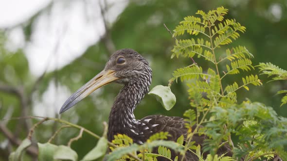 Close up of a limpkin bird standing peacefully on a branch surrounded by leaves looking around. Slow