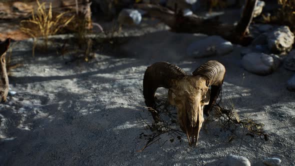 Skull of a Dead Ram in the Desert