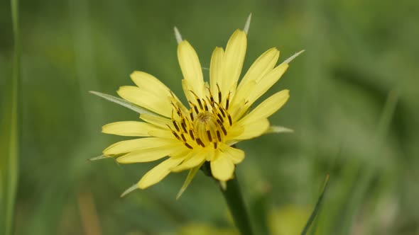 Macro of yellow meadow salsify plant 4K 2160p 30fps UltraHD footage - Green field Tragopogon pratens