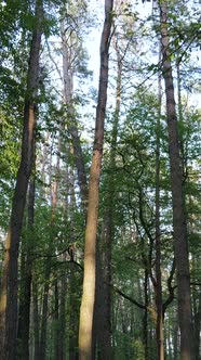 Vertical Video of Many Trees in the Forest