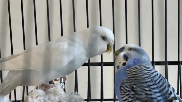 Budgie Birds male and female kissing