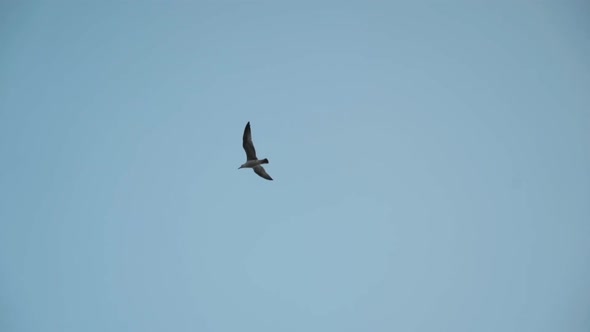 Bottom view of flying seagull 