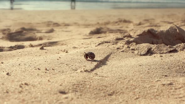 small crab walking on beach slow motion