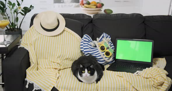 Funny Cat Sits on Yellow Beach Mat Next to Laptop Green Screen