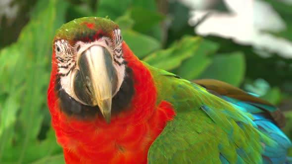 Macaw parrot with green head and wings, red breast and teal tail in close-up shot in its natural hab