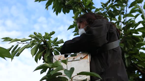 Professional Cherry Picker Working in the Orchard