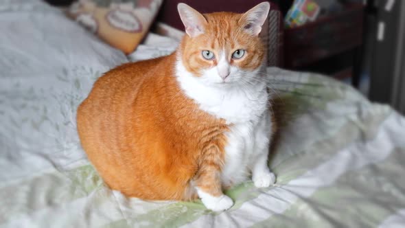 Very Fat Cat Sitting on a Bed