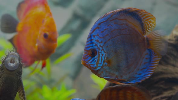 Beautiful view of colorful fish Discus  in aquarium. Sweden.