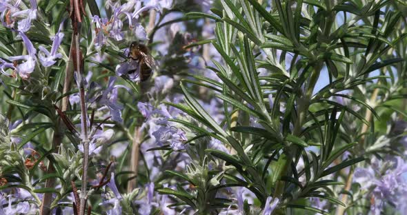 |European Honey Bee, apis mellifera, Bee foraging a Rosemary Flower, Pollination Act, Normandy