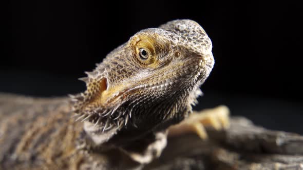 Pogona Vitticeps Bearded Dragon Macro