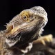 Pogona Vitticeps Bearded Dragon Macro - VideoHive Item for Sale