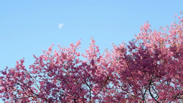 Tree Pink Flowers in Blue Sky