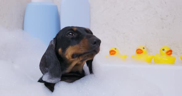 Dachshund Dog Enjoys Warm Water and Bubbles in Bathtub