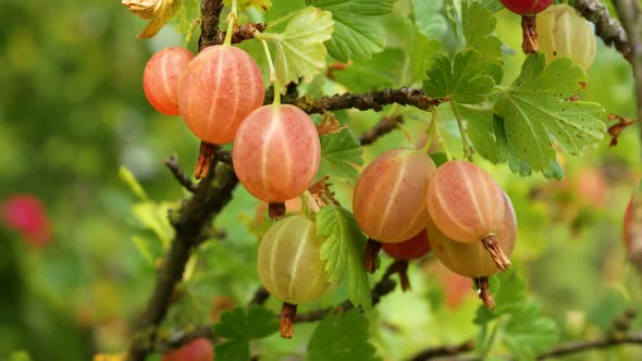 Ripe Gooseberries on a Branch in the Garden