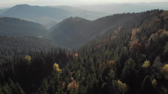 Epic aerial view of mixed spruce and deciduous green and orange autumn forest.