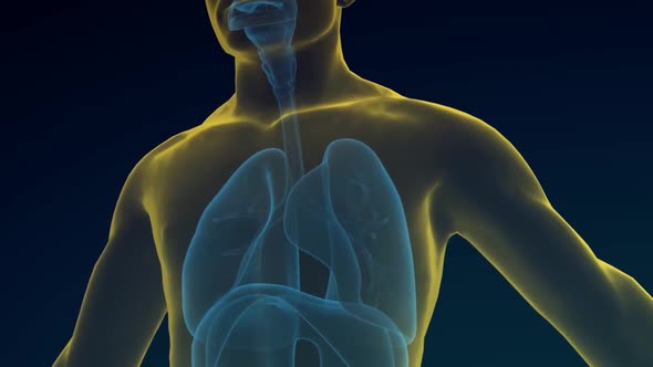 3D Medical Animation of the Respiratory system