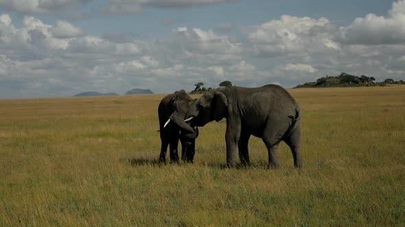 Two elephants play in the national park in Africa. They have fun. They are so loving to each other.