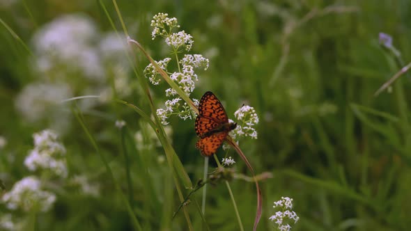 Butterfly Sits in the Grass