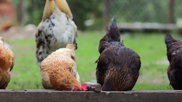 Several red, farm chickens eating some corn in the countryside. Farming and Pet Concept