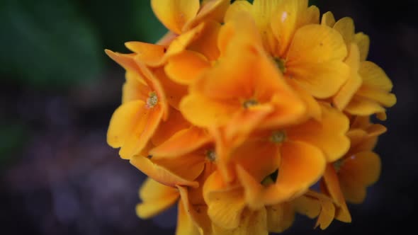 Beautiful flowers showing their true color up close in a garden.